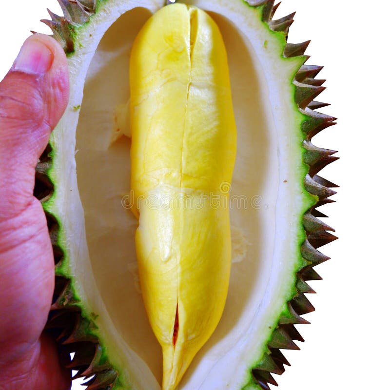 Isolat en gros plan de Monthong de durian sur le fond blanc photos stock Isolat en gros plan de Monthong de durian sur le fond blanc photos stock
