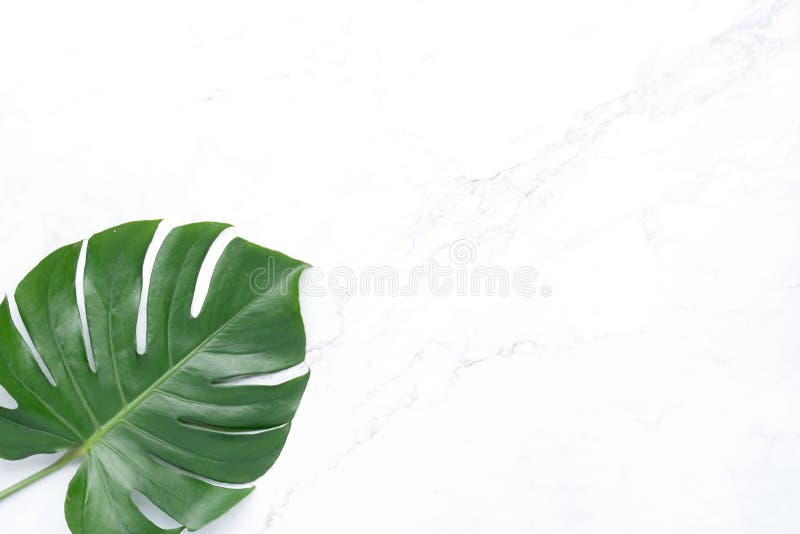 Isolate Dark green Monstera large leaves, philodendron tropical foliage plant growing in wild on white mable rock background