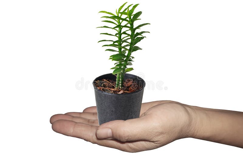 Isolate of Hand hold little tree in a small pot call Bandai Ngaen as money ladder tree royalty free stock photos Isolate of Hand hold little tree in a small pot call Bandai Ngaen as money ladder tree royalty free stock photos