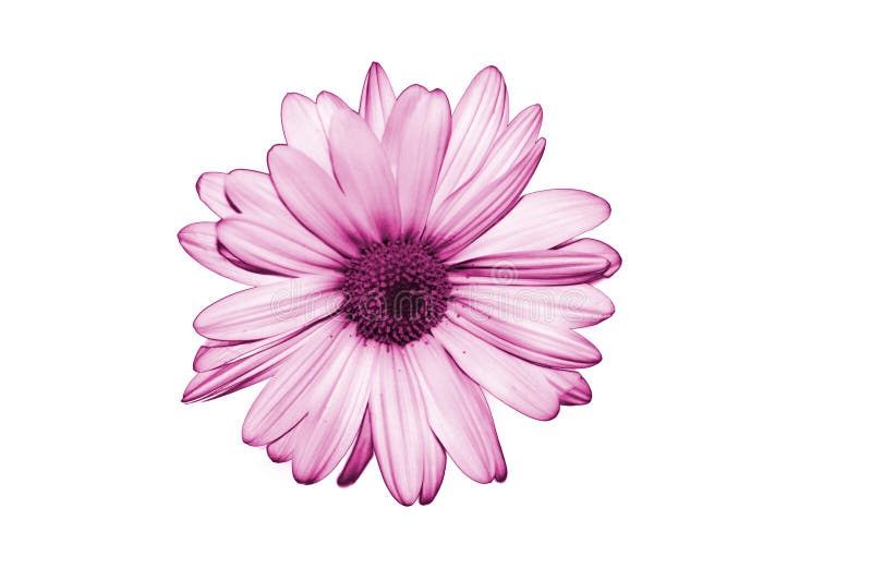 Isolate purple flower on white background royalty free stock image