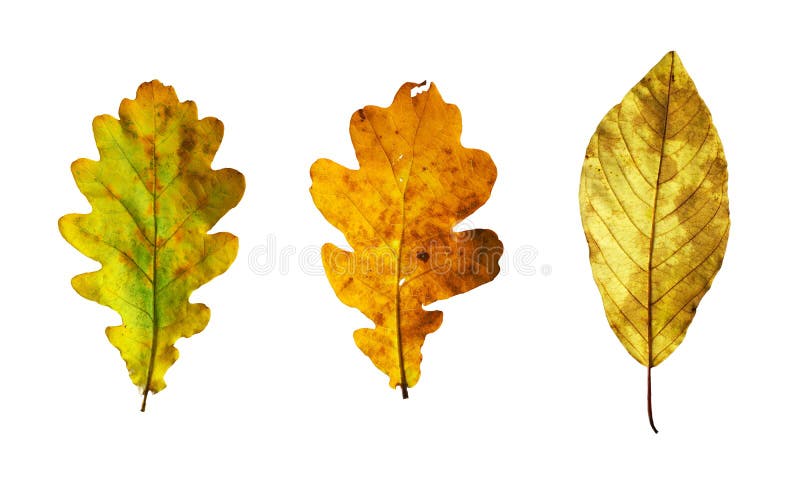 Full-size composite photo of various autumn leaves: oak, honeysuckle. Isolated on white background, clipping path included. Full-size composite photo of various autumn leaves: oak, honeysuckle. Isolated on white background, clipping path included