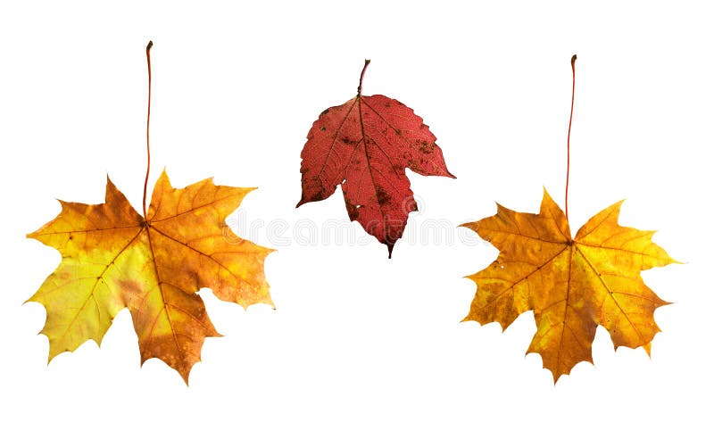 Full-size composite photo of various autumn leaves: maple, viburnum (guelder rose). Isolated on white background, clipping path included. Full-size composite photo of various autumn leaves: maple, viburnum (guelder rose). Isolated on white background, clipping path included