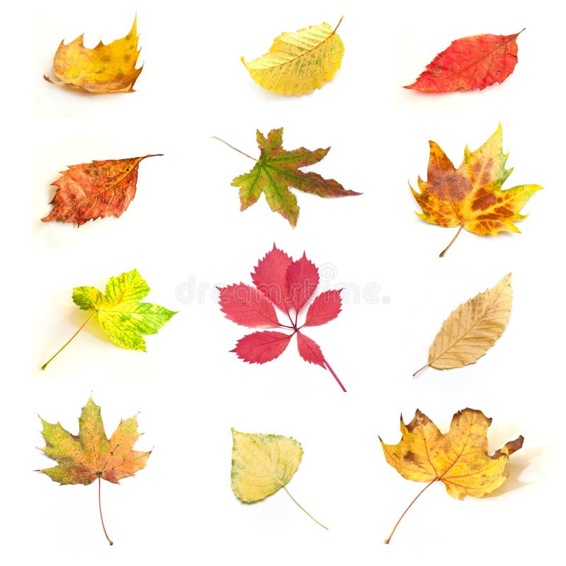 Isolated Autumnal Leaves of Various Trees Stock Photo - Image of plant ...