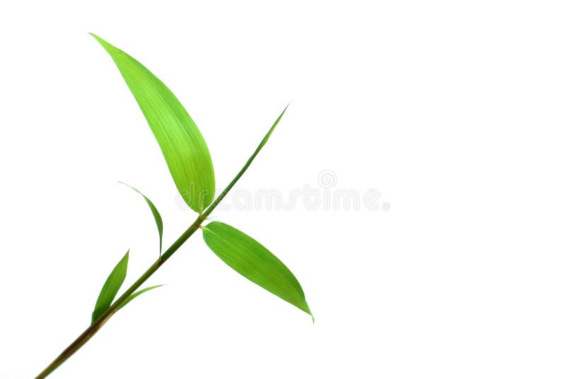 Isolated bamboo leaf