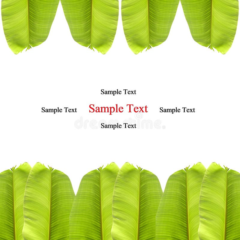 Isolated banana leaf on white