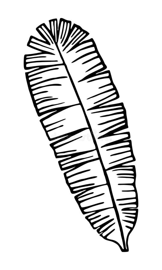 ISOLATED BANANA LEAF on WHITE BACKGROUND in VECTOR Stock Vector