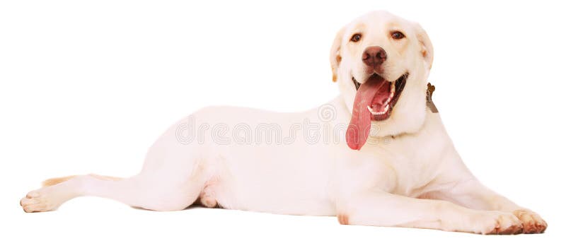 Isolated Beautiful Male Labrador Resting On Floor
