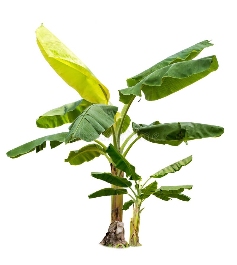 Isolated big Banana tree on White Background