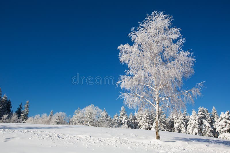 Isolated birch tree covered with fresh snow royalty free stock images