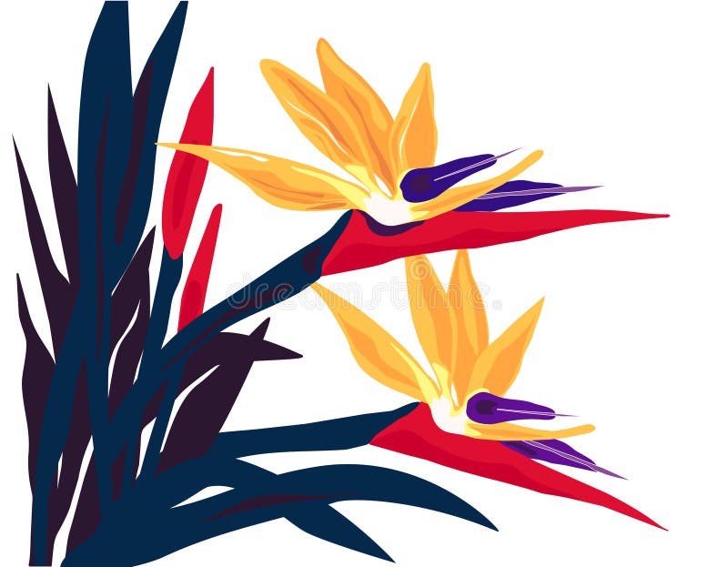 Isolated Bird-of-Paradise Flow. The Bird-of-Paradise vector is hand drawn, in easy edit layers and AI-EPS8 format. The artwork is original stock illustration Isolated Bird-of-Paradise Flow. The Bird-of-Paradise vector is hand drawn, in easy edit layers and AI-EPS8 format. The artwork is original stock illustration