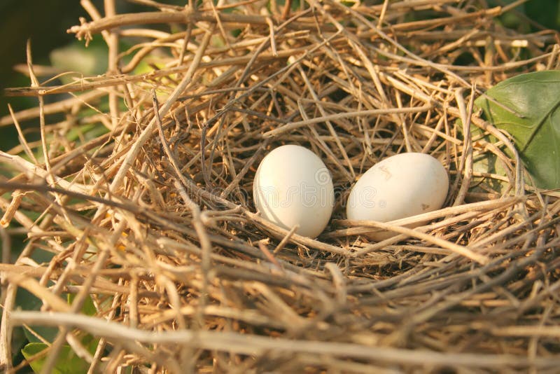 Gold bird s nest. Nest Bird isolated.