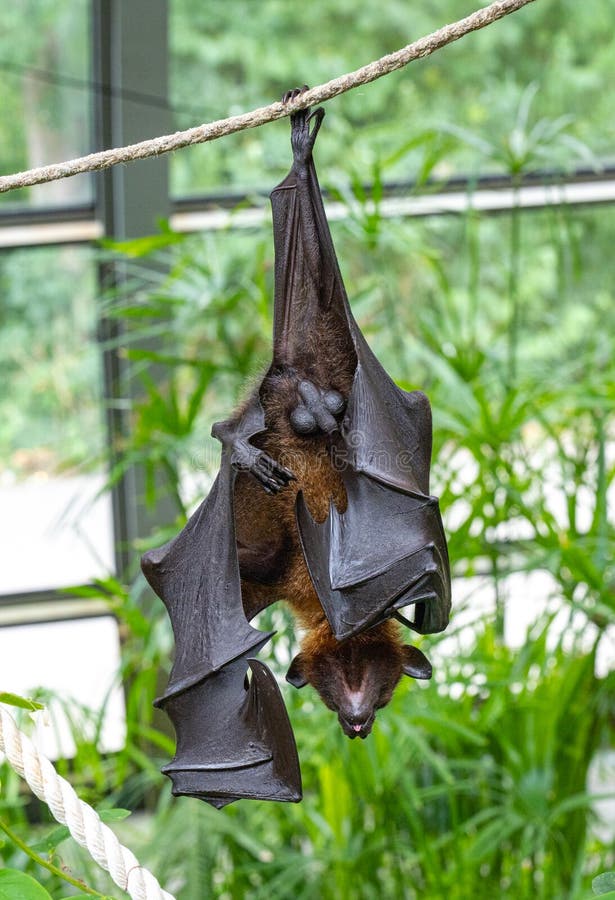 Isolated Black Flyingfoxes Pteropus Alecto Hanging in a Tree Stock
