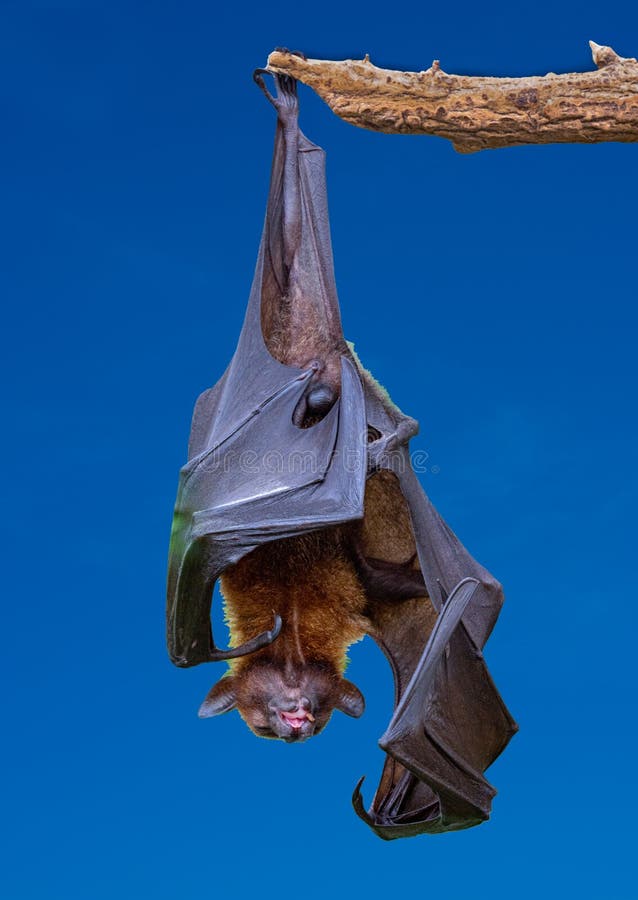 Isolated Black Flyingfoxes Pteropus Alecto Hanging in a Tree Stock