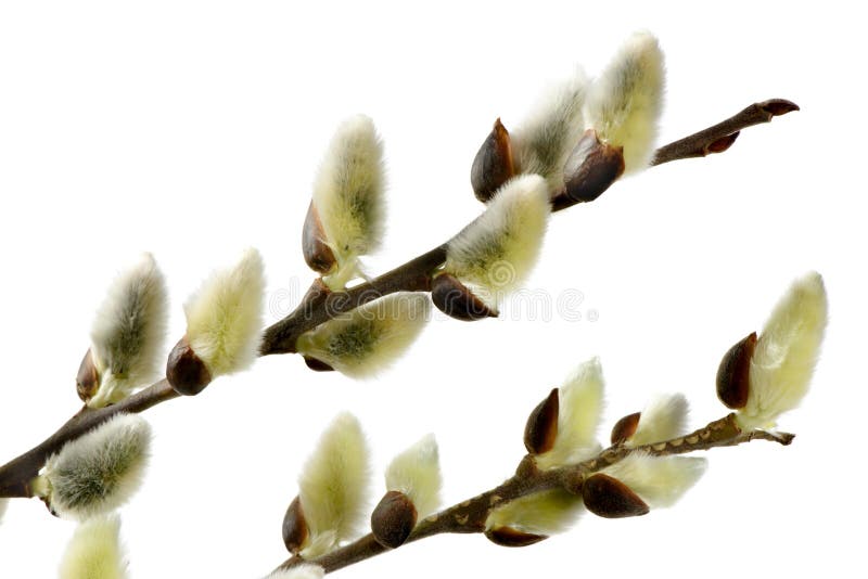 Isolated blooming willow catkin stock photo