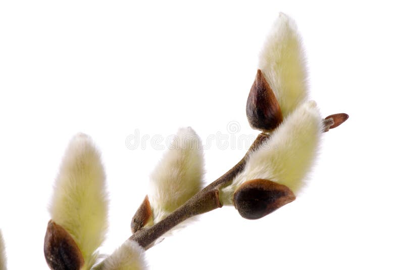 Isolated blooming willow catkin stock photography