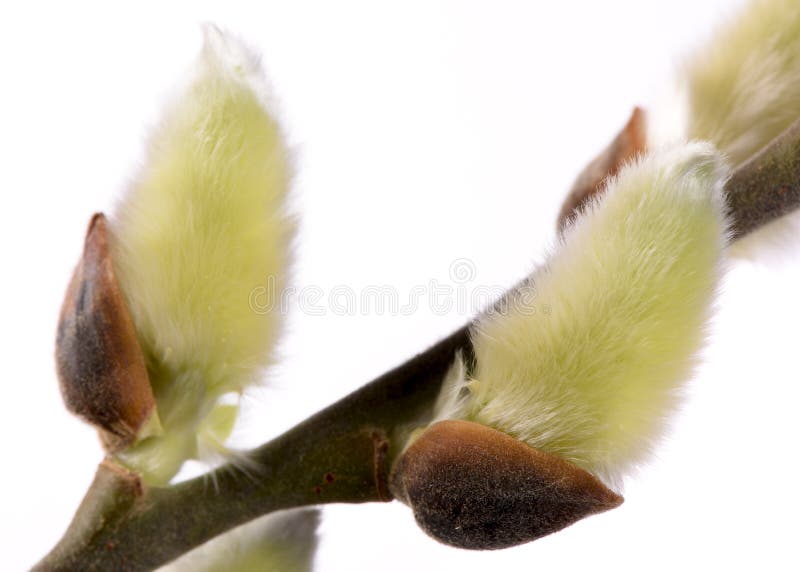 Isolated blooming willow catkin royalty free stock photo