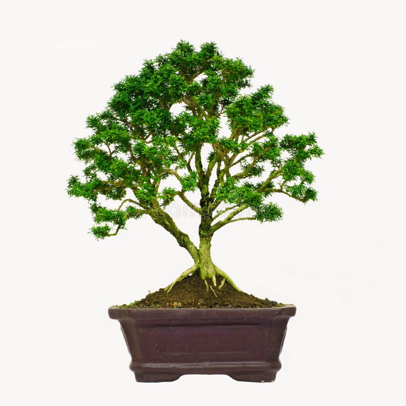 Isolated Bonsai Tree Murraya Paniculata Dwarf Stock Image Image of