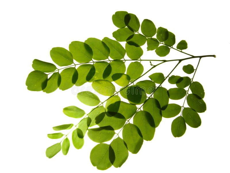 Isolated branch of acacia royalty free stock photos.