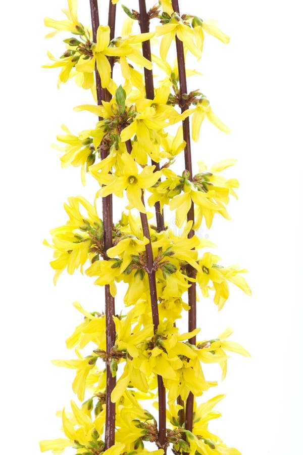 Isolated branches of blooming forsythia