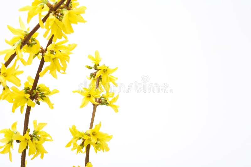 Isolated branches of blooming forsythia