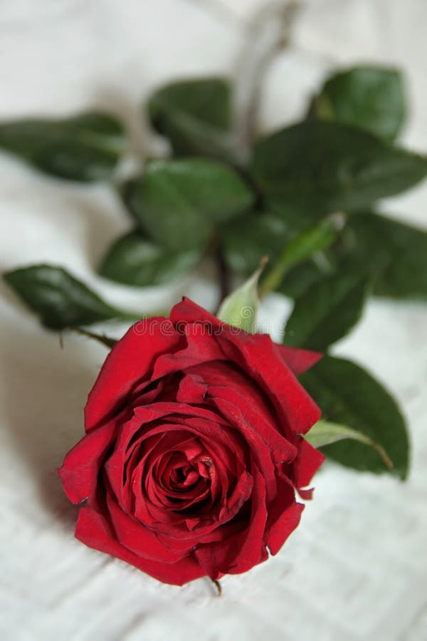 Isolated bright beautiful red rose