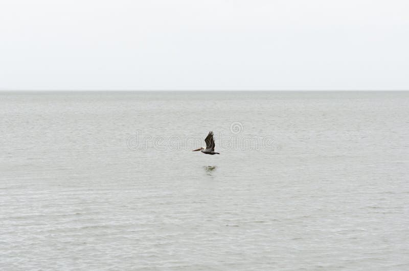 Brown Pelican Flying Solo Over Lake Pontchartrain