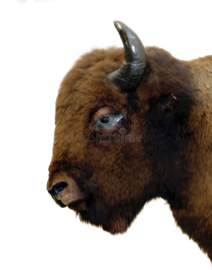 Isolated Buffalo stock image