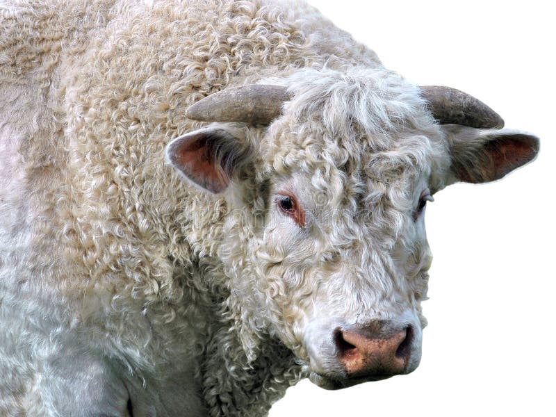 Isolated bull stock photos