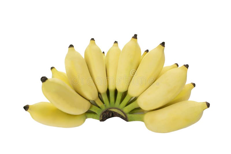 Isolated bunch of Cultivated banana in white background ,with clipping path