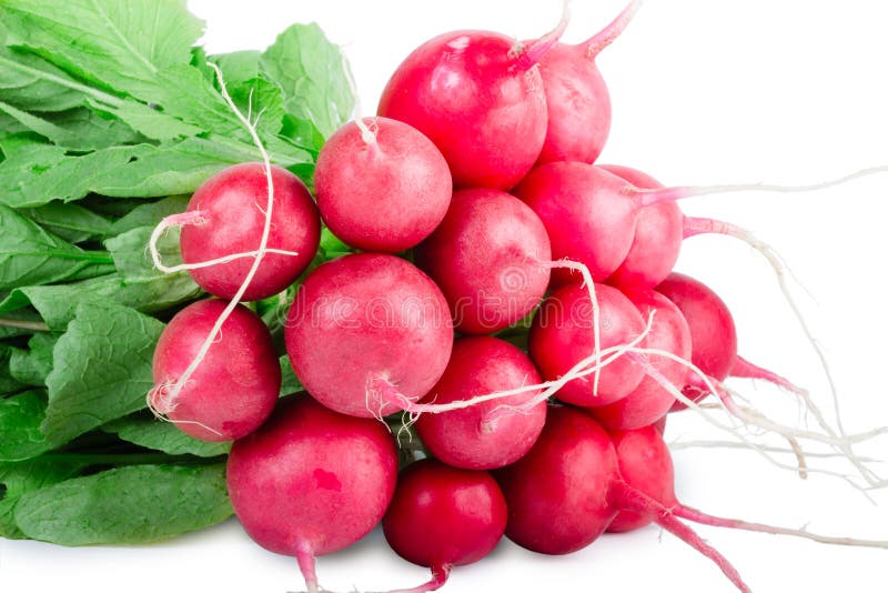 Isolated bundle of radish stock image. Image of root 130127299