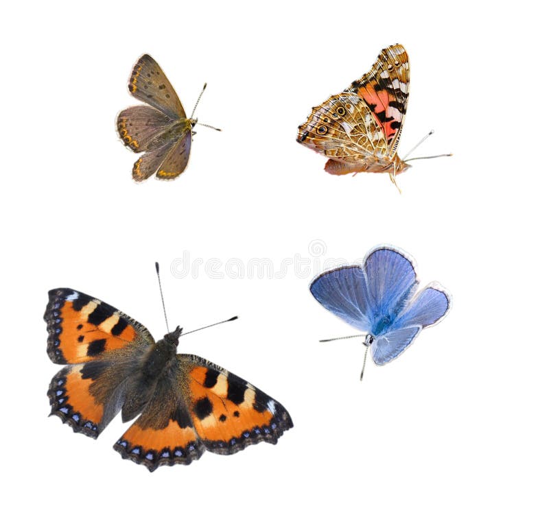 Isolated butterflies against white background