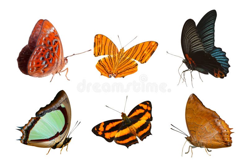 Isolated Butterfly collection on white background.