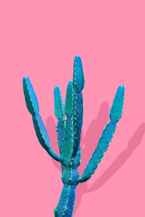 Isolated Cactus Fashion. Art Design Minimal Stillife. Vanilla Trendy Purple Blue Color background