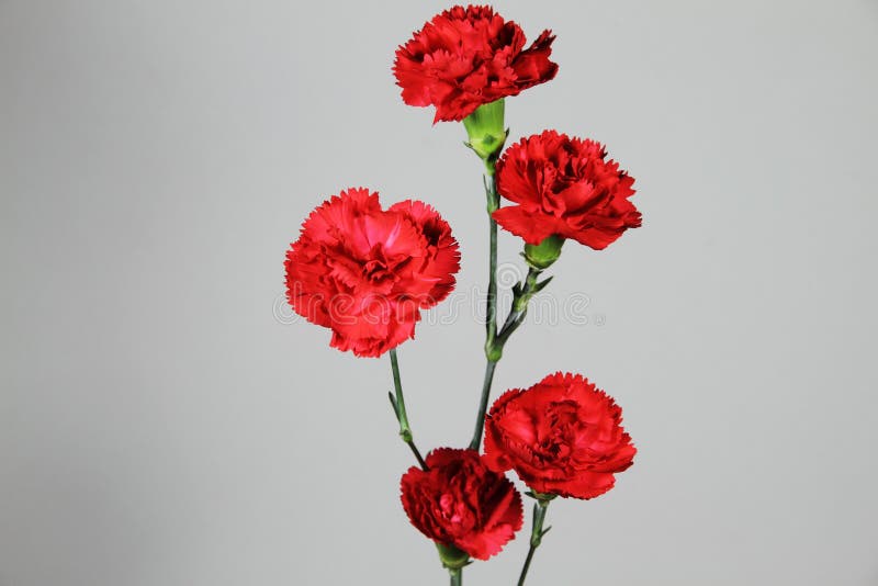 Red carnation stock image. Image of bunch, smell, botany 2782149