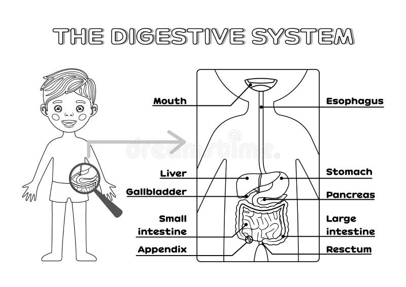 digestive system coloring page