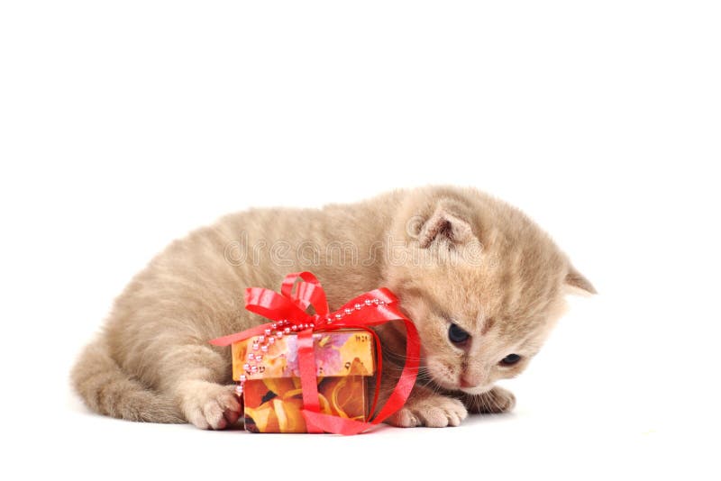 Isolated cat and gift