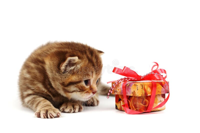 Isolated cat and gift