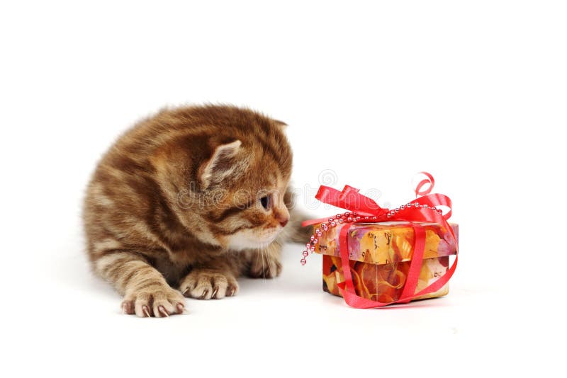 Isolated cat and gift