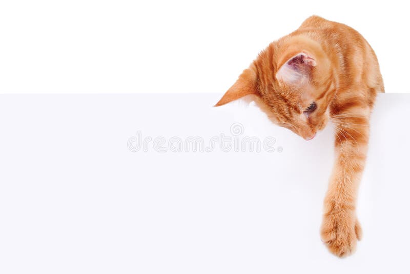 Gatito gato posesión o formato publicitario destinado principalmente a su uso en sitios web en blanco.