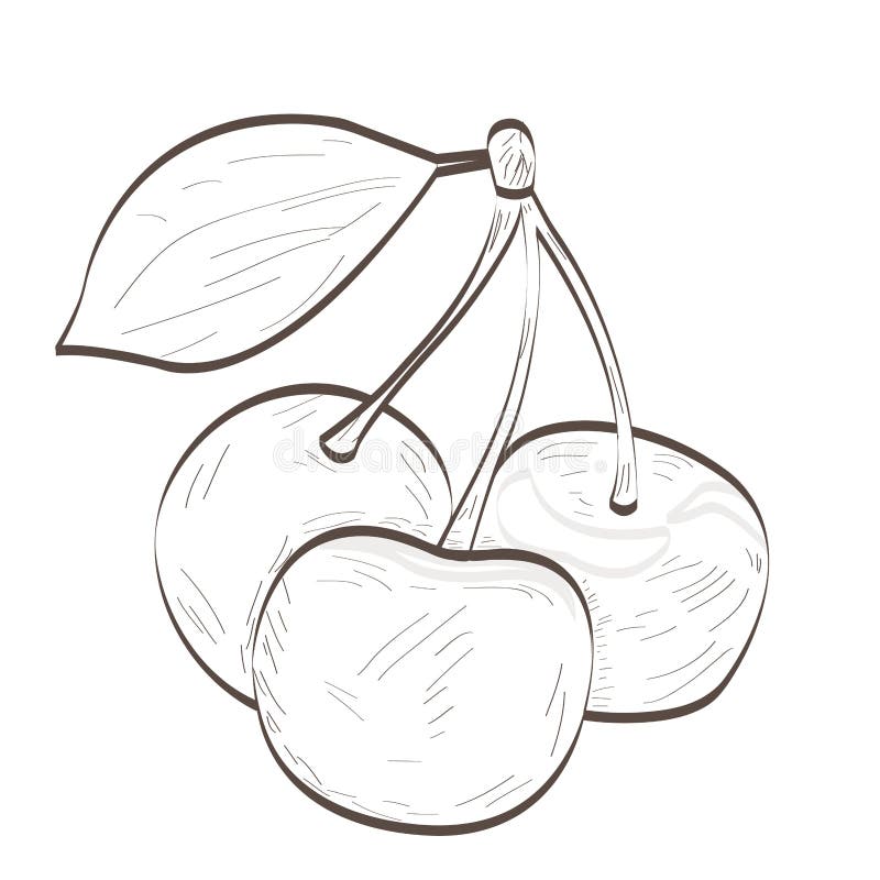 Isolated cherries outline stock vector. Illustration of ripe 90823012