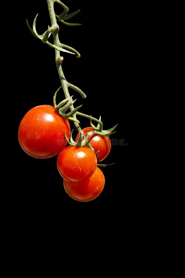 Isolated cherry tomato on black background