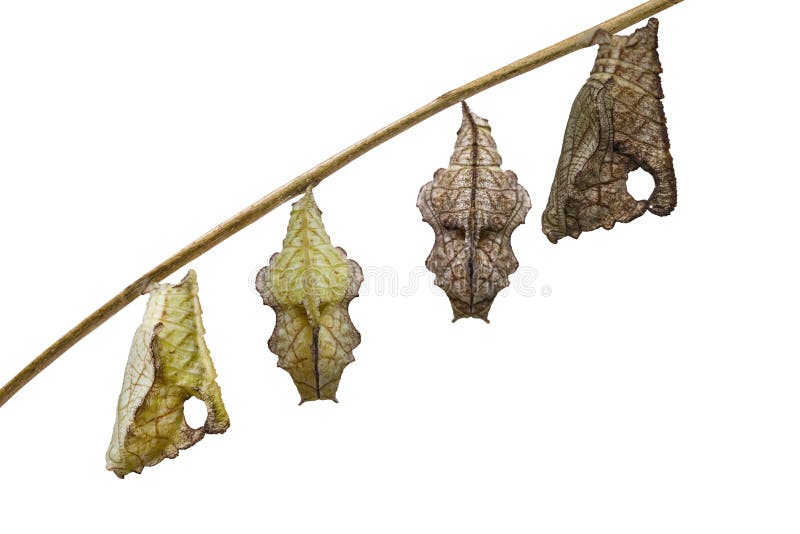 Isolated chrysalis of Tabby butterfly Pseudergolis wedah hanging on twig with white background stock photo Isolated chrysalis of Tabby butterfly Pseudergolis wedah hanging on twig with white background stock photo