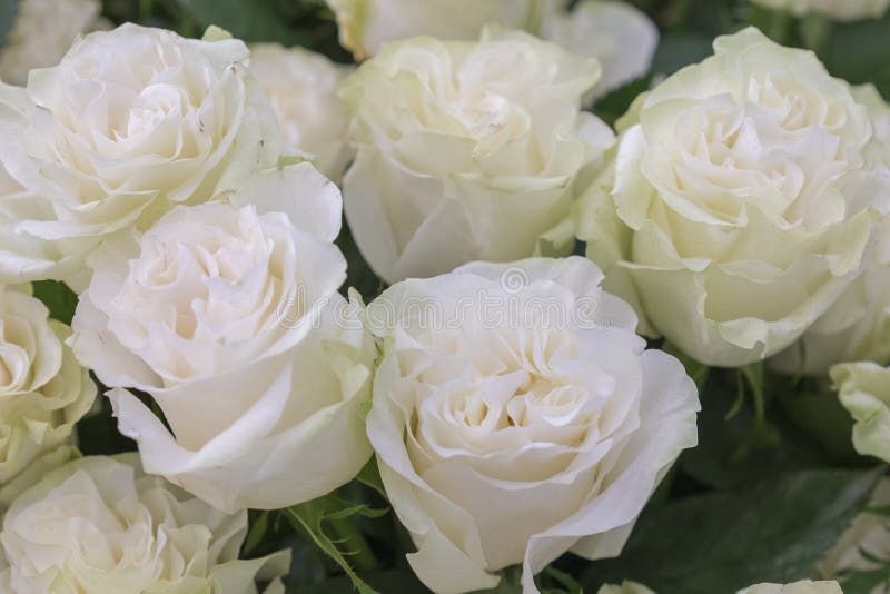 Isolated close-up of a huge bouquet of white roses. White roses Flower Arrangement