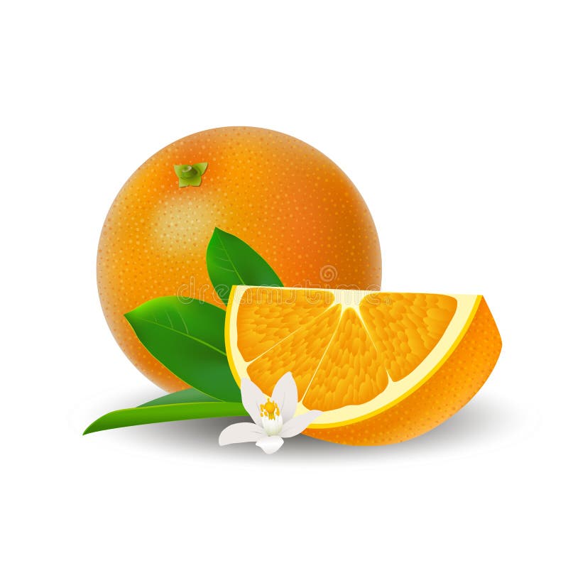 Isolated colored group of orange, slice and whole juicy fruit with white flower, green leaf and shadow on white background. Realis