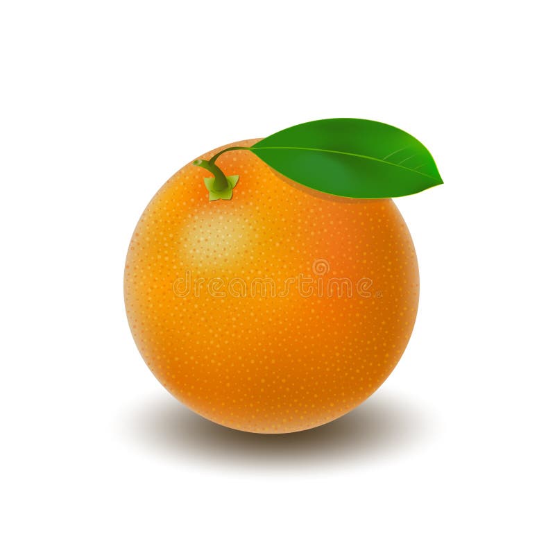 Isolated colored whole juicy orange with green leaf and shadow on white background. Realistic citrus fruit.