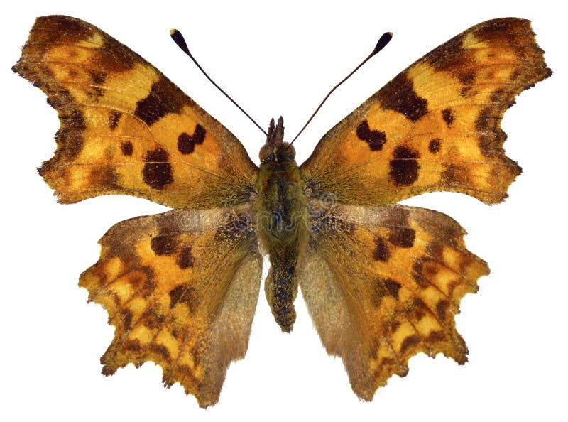 Comma butterfly (Polygonia c-album) isolated on white background. Comma butterfly (Polygonia c-album) isolated on white background