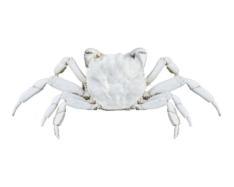 1,874 Crab Top View Isolated Stock Photos - Free & Royalty-Free Stock ...