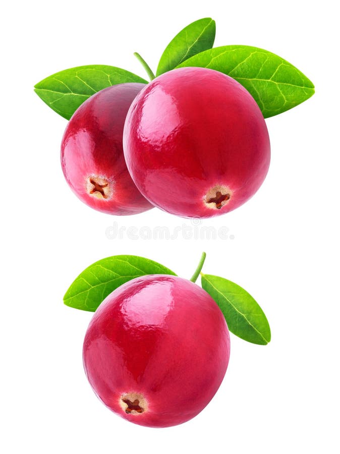 Isolated cranberries royalty free stock photography