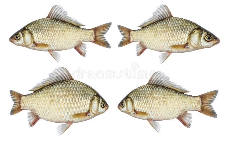 Isolated crucian carp set, a kind of fish from the side.