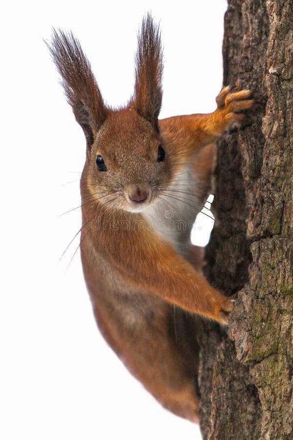 Isolated Curious cute red squirrel looking behind the tree trunk. Close up. Selective focus on eyes. royalty free stock photography Isolated Curious cute red squirrel looking behind the tree trunk. Close up. Selective focus on eyes. royalty free stock photography